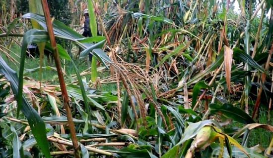 महिनावारी स्वच्छता दिवसमा सचेतना मुलक कार्यक्रम