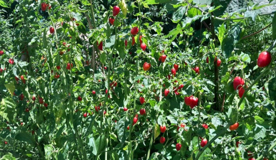 छाक टार्ने असनको तरकारी बजार (फोटो फिचर)