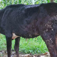 स्थानीय निकायमा विपद् प्रतिकार्य क्षमता बढाउनुपर्छ