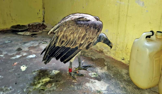 चितुवको आक्रमणबाट आठ वर्षमा १७ बालबालिकाको मृत्यु