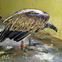 नेपालको अर्थतन्त्र चुनौतीपूर्ण अवस्थामा छ : मन्त्री पाण्डे