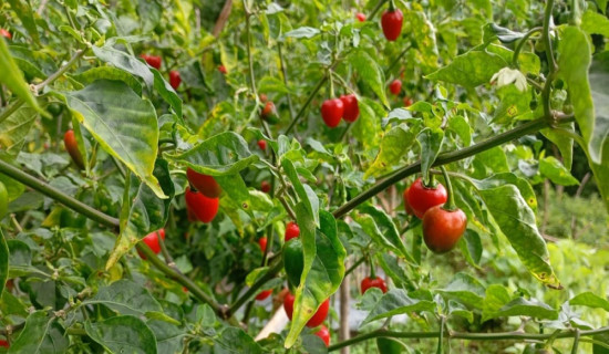 सानो खैरो गिद्धको छ सय किमी फन्को