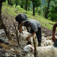 अमेरिका पठाइदिने भन्दै ७५ लाख ठगी गर्ने एक पक्राउ