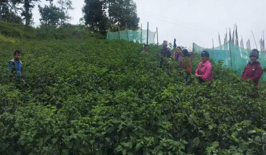 व्यावसायिक अकबरे खुर्सानीखेती गर्दै किसान