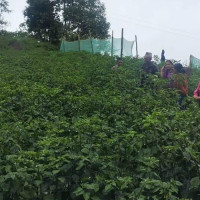नेप्से एक दशमलव ९४ अङ्कले घट्यो