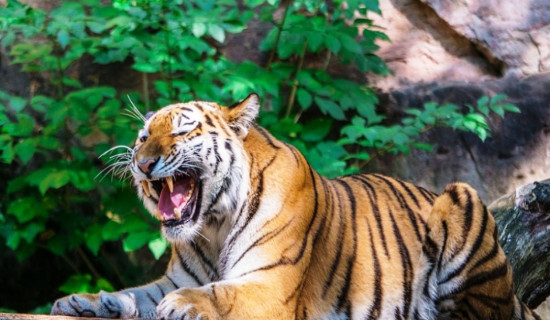 वन्यजन्तु पीडित परिवारलाई एक करोड १९ लाख राहत वितरण