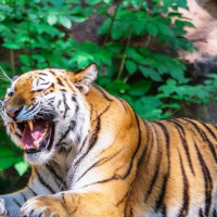 गाजामा सहायता बोकेको ट्रक पल्टिँदा २० जनाको मृत्यु
