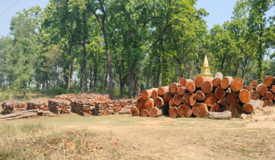 नीति अभावले करोडौँको काठ वनमै कुहिँदै