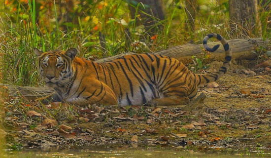 पर्यटन व्यवसायीलाई छोएन बजेटले