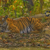 निर्माण सुरु भएको १० वर्षपछि भेडेटारमा खानेपानी