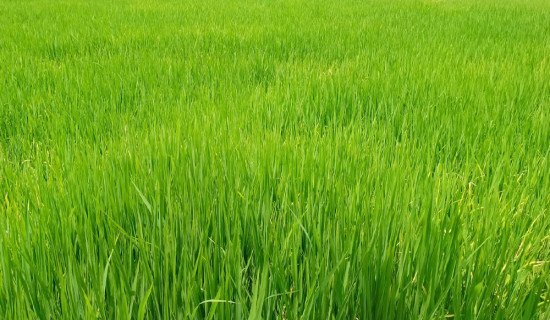 पश्चिम नवलपरासीमा पानी परेपछि धानबाली झाँगिदै