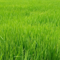 ट्रान्सफर्मर जडान नहुँदा सिँचाइ समस्या
