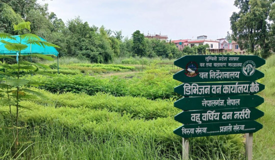 पत्रकार डा. धिताल सम्मानित