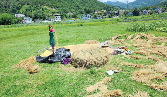 जङ्गली हात्तीद्वारा किसानको धानबालीमा नोक्सान