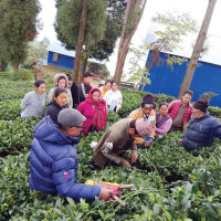 महासंघ प्रतिष्ठान शाखाले चार पत्रकारलाई पुरस्कृत गर्दै