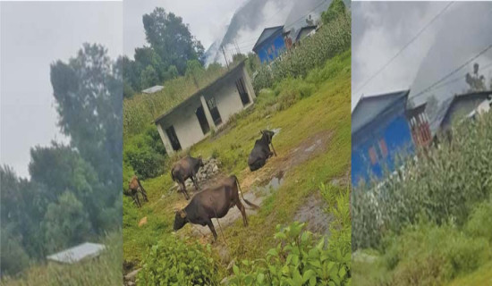 विद्यालय भवन बन्यो गाईगोठ