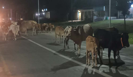 भीमदत्तमा छाडा चौपायाले सास्ती