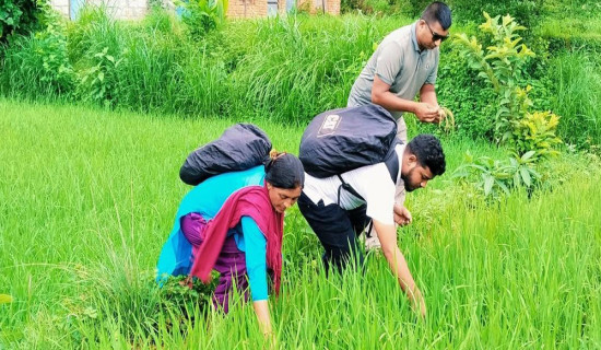 जेठो बुढो धानमा ‘ब्लाष्ट’ रोग देखियो