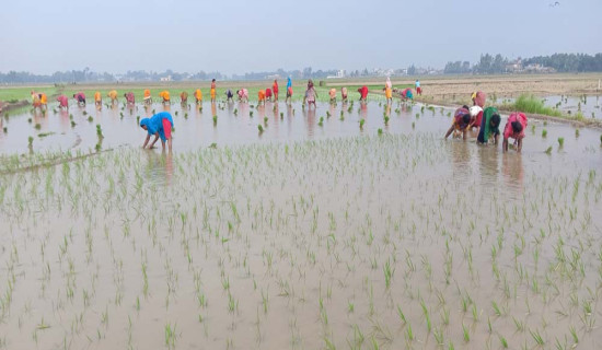 बारामा नब्बे प्रतिशत धान रोपाइँ