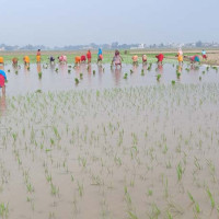 साढे सत्र अर्बको बिजुली निर्यात