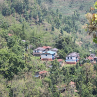 अधियाँ खेतीले परिवार पाल्दै माेहित