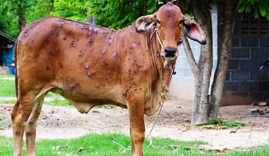 तस्करीका काठसहित एक पक्राउ, दुई फरार
