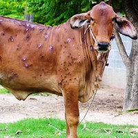 गोवरगाढामा हेलिकप्टरद्वारा मतपेटिका लगिने