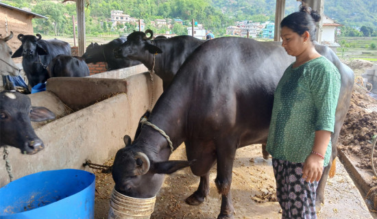 भैँसी पालनबाट आत्मनिर्भर खिमा