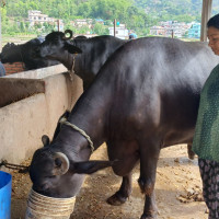 प्रदेशलाई जोड्न लुम्बिनी पर्यटन सर्किटको योजना : मुख्यमन्त्री आचार्य