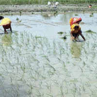 नौ रैथाने बाली सूचीकृत