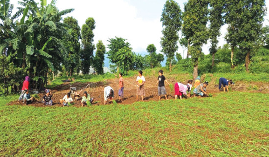 हराउँदै अर्मपर्म परम्परा