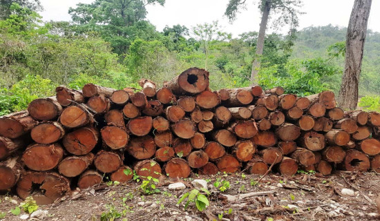 कर्णालीको काठ पोखरा र काठमाडौँमा खपत
