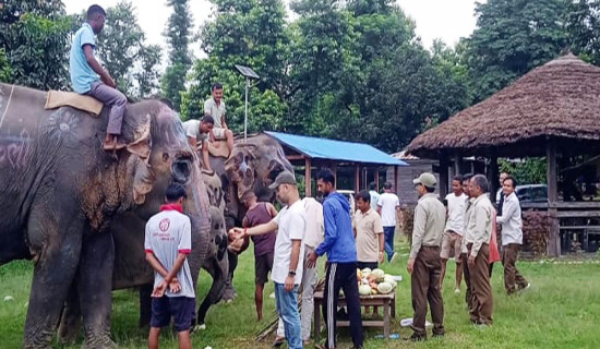 विश्व हात्ती दिवस : बर्दियामा हात्तीलाई फलफूल खुवाएर मनाइयो