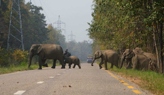 हात्तीको आक्रमणबाट ३५२ जनाको मृत्यु, चोरी सिकारीले आठवटा हात्ती मरे