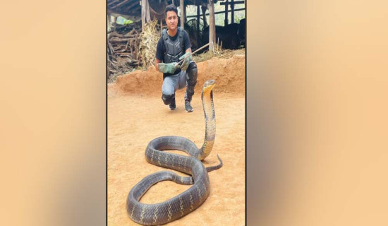 विषालु सर्पको बिगबिगी