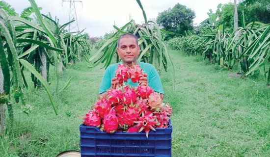 सिउँडी फलले दियो दामसँगै नाम