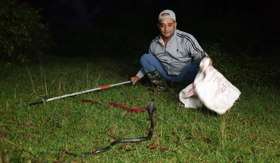 सर्पसँगै रमाउँछन् न्यौपाने, दुई हजारभन्दा बढी सर्पको उद्धार