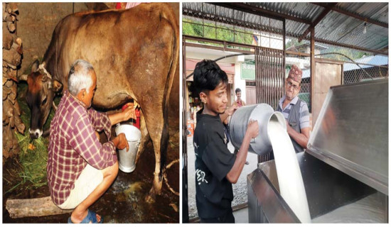 दुध दुहुनेलाई सधैँ दुःख : बिक्री भएको दुधको भुक्तानी नपाउँदा किसान समस्यामा