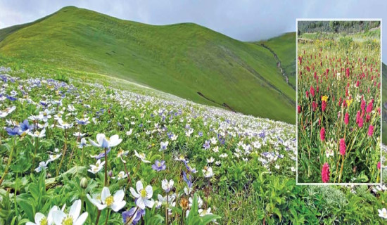 हिमाली पाटनमा बुकी ढकमक्क