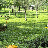 बिजुली लाइन सर्ट हुँदा आगलागी (फोटो फिचर)