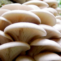जङ्गली च्याउ खाँदा दम्पतीको मृत्यु