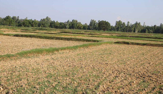 प्रिसियस ‘हिमालयन क्वीन्स ग्याम्बिट’ बुद्धिचाल च्याम्पियन