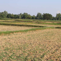 नेपालगञ्जबाट कटुवा पेस्तोलसहित दुई जना पक्राउ
