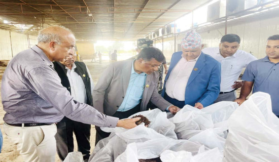 मूल्य बढ्दा राजस्व बढ्यो