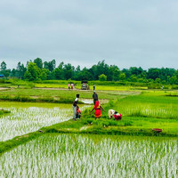राष्ट्रिय अर्थतन्त्रमा कर्णालीको योगदान न्यून