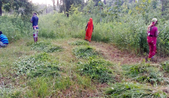 सामुदायिक वनमा झाडी फाँडेर वृक्षरोपण सुरू