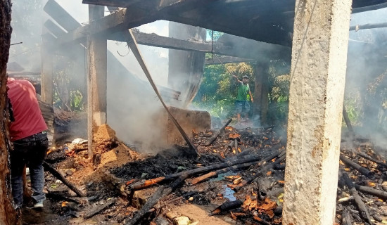 डेङ्गु सङ्क्रमित बढ्न थालेपछि खोज सुरु