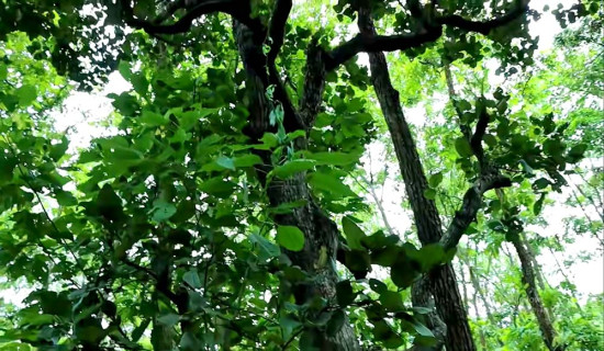 आइटी : दशककै अत्यावश्यक शिक्षा