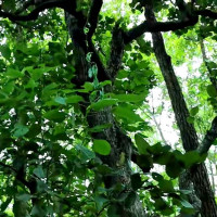 पहिराले गुल्मीको रिडी–तम्घास सडक अवरुद्ध