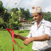 कटहर मिठाे नेपाली, बजारमा बिक्छ भारतीय